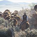 Trailing Cattle