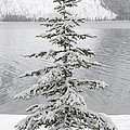 Winter Decor
