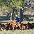 Wyoming Country