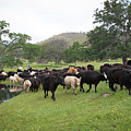 Cattle