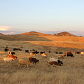 Longhorns
