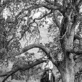 Oak Arches